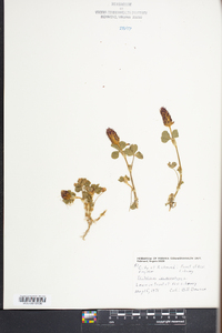 Trifolium incarnatum image