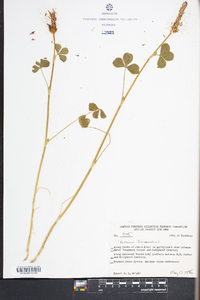 Trifolium incarnatum image