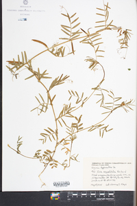 Vicia sativa subsp. nigra image