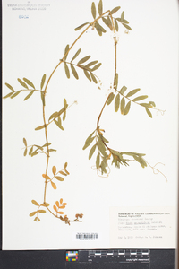 Vicia sativa subsp. nigra image