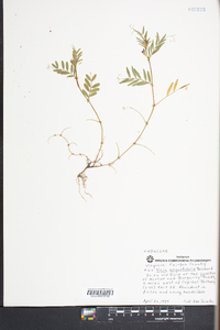 Vicia sativa subsp. nigra image