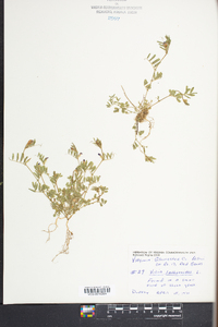 Vicia lathyroides image