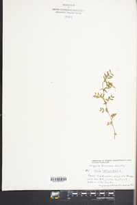 Vicia lathyroides image