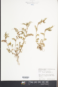 Vicia lathyroides image