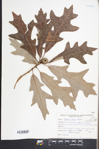 Quercus lyrata image