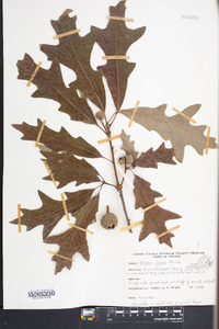 Quercus lyrata image