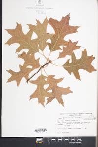 Quercus palustris image