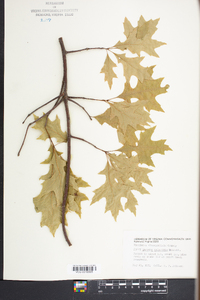 Quercus palustris image