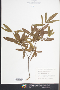 Quercus phellos image