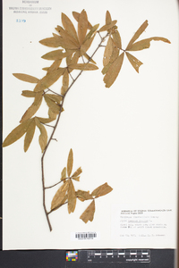 Quercus phellos image