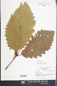 Quercus montana image