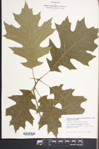 Quercus shumardii image