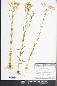 Sabatia brachiata image