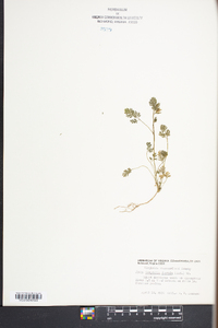 Corydalis flavula image