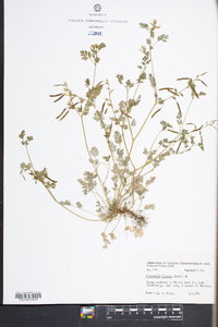 Corydalis flavula image