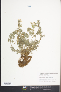 Corydalis flavula image