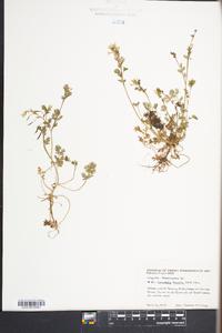 Corydalis flavula image