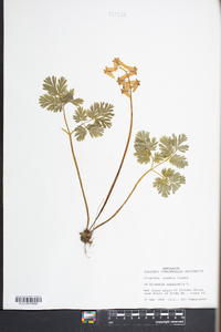 Dicentra cucullaria image