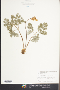 Dicentra cucullaria image