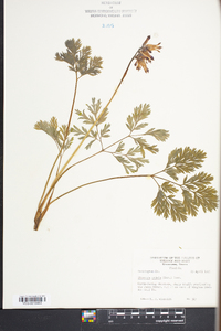 Dicentra eximia image