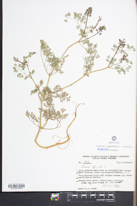 Fumaria officinalis image