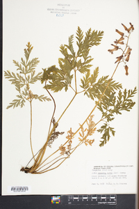 Dicentra eximia image