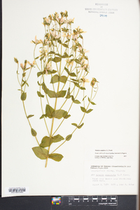 Sabatia angularis image