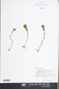 Obolaria virginica image