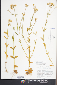 Sabatia difformis image