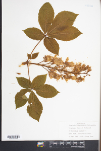 Aesculus × carnea image