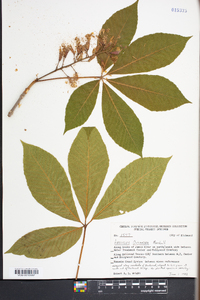 Aesculus flava image