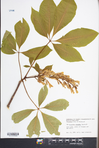 Aesculus flava image