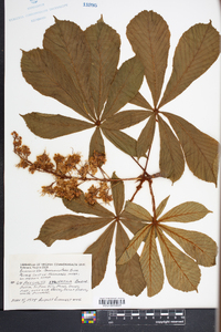 Aesculus sylvatica image