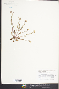 Phacelia dubia image