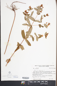 Hypericum virginicum image