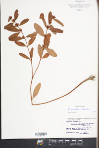 Hypericum walteri image