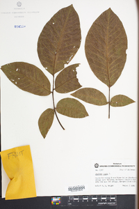 Juglans regia image