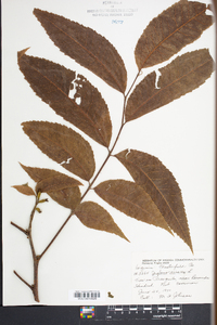 Juglans cinerea image