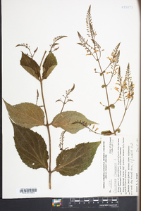 Collinsonia canadensis image