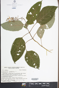 Collinsonia canadensis image