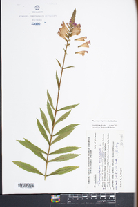 Physostegia virginiana image