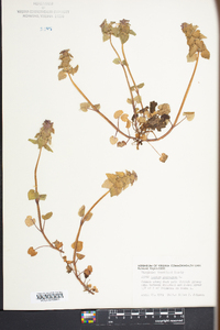 Lamium purpureum image