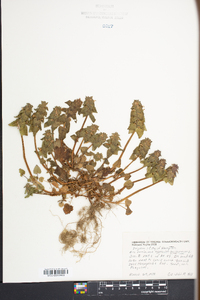 Lamium purpureum image