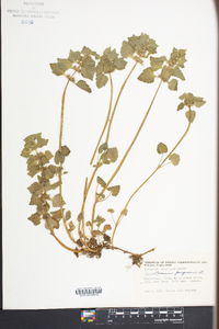 Lamium purpureum image