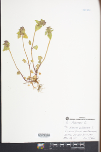 Lamium purpureum image