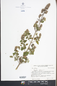 Nepeta cataria image