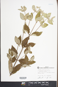 Pycnanthemum incanum image