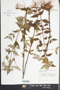 Pycnanthemum incanum image