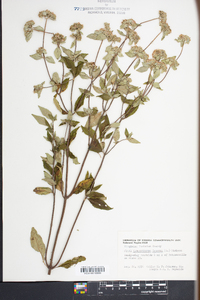 Pycnanthemum incanum image