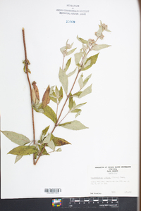 Pycnanthemum muticum image